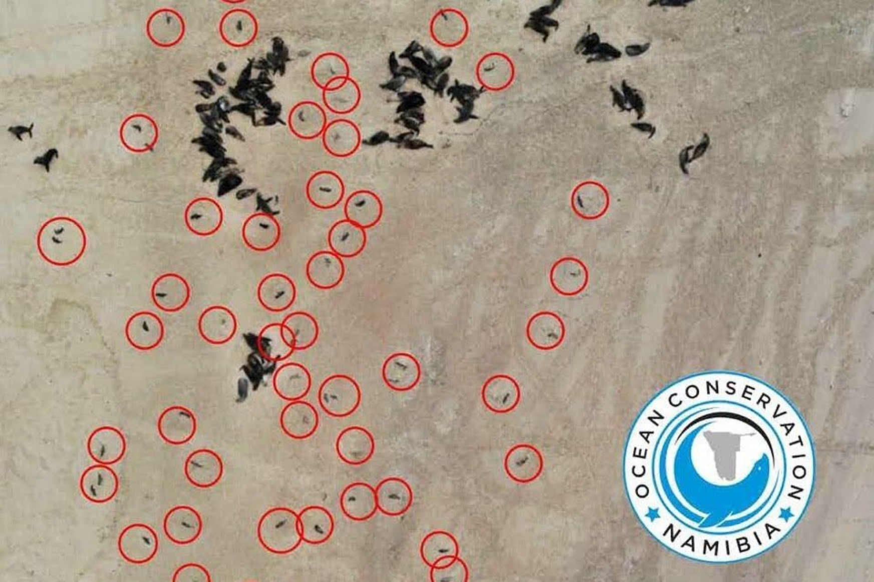 Ötezer fókabébi tetemét mosta partra a tenger Namíbiában