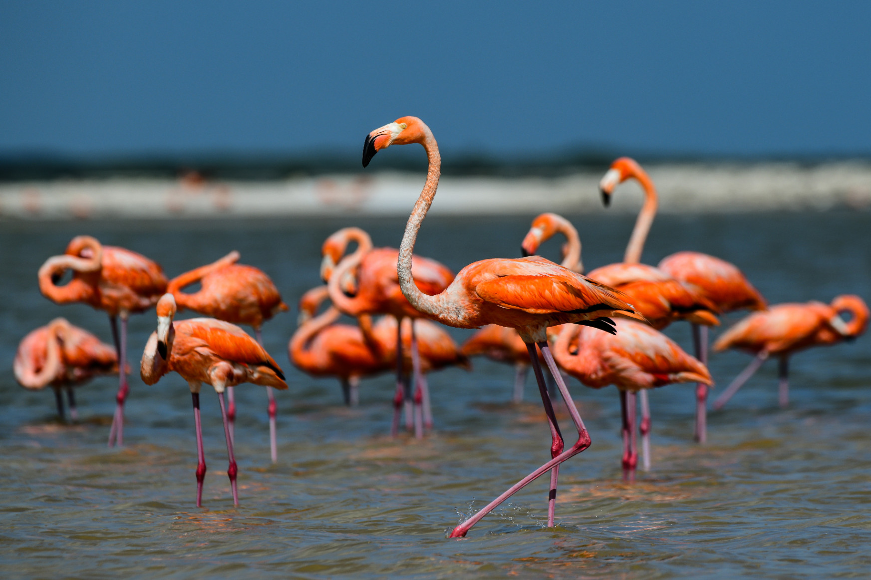 A flamingók olyan kemények, hogy a forró gejzírvizet is megisszák, ha kell