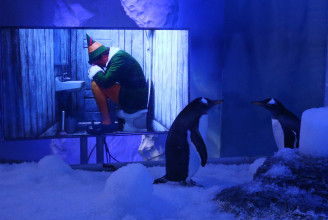 Karácsonyi mozizással készíti fel pingvinjeit az újranyitásra a londoni akvárium