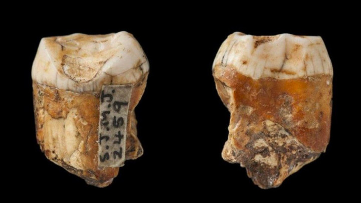 A fogak néhány részlete inkább a modern ember fogazatára jellemző – Kép: Journal of Human Evolution