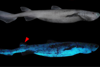 Világító cápákat találtak Új-Zéland vizein