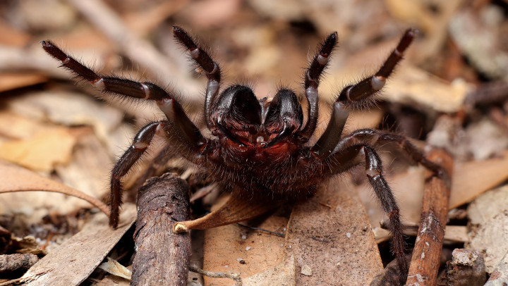 Ez például egy tölcsérhálós pók védekezőállásban.Forrás: Adam Fletcher / Biosphoto / Biosphoto via AFP