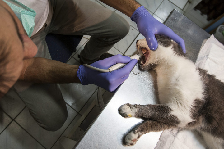 Egy macska fogköveit távolítják el egy budapesti állatorvosi rendelőben 2013 februárjában – Fotó: Szigetváry Zsolt / MTI
