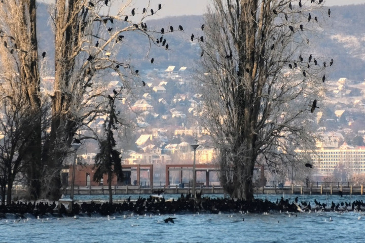 Kárókatonák a kastélypark vízparti fáin – Fotó: Szendőfi Balázs
