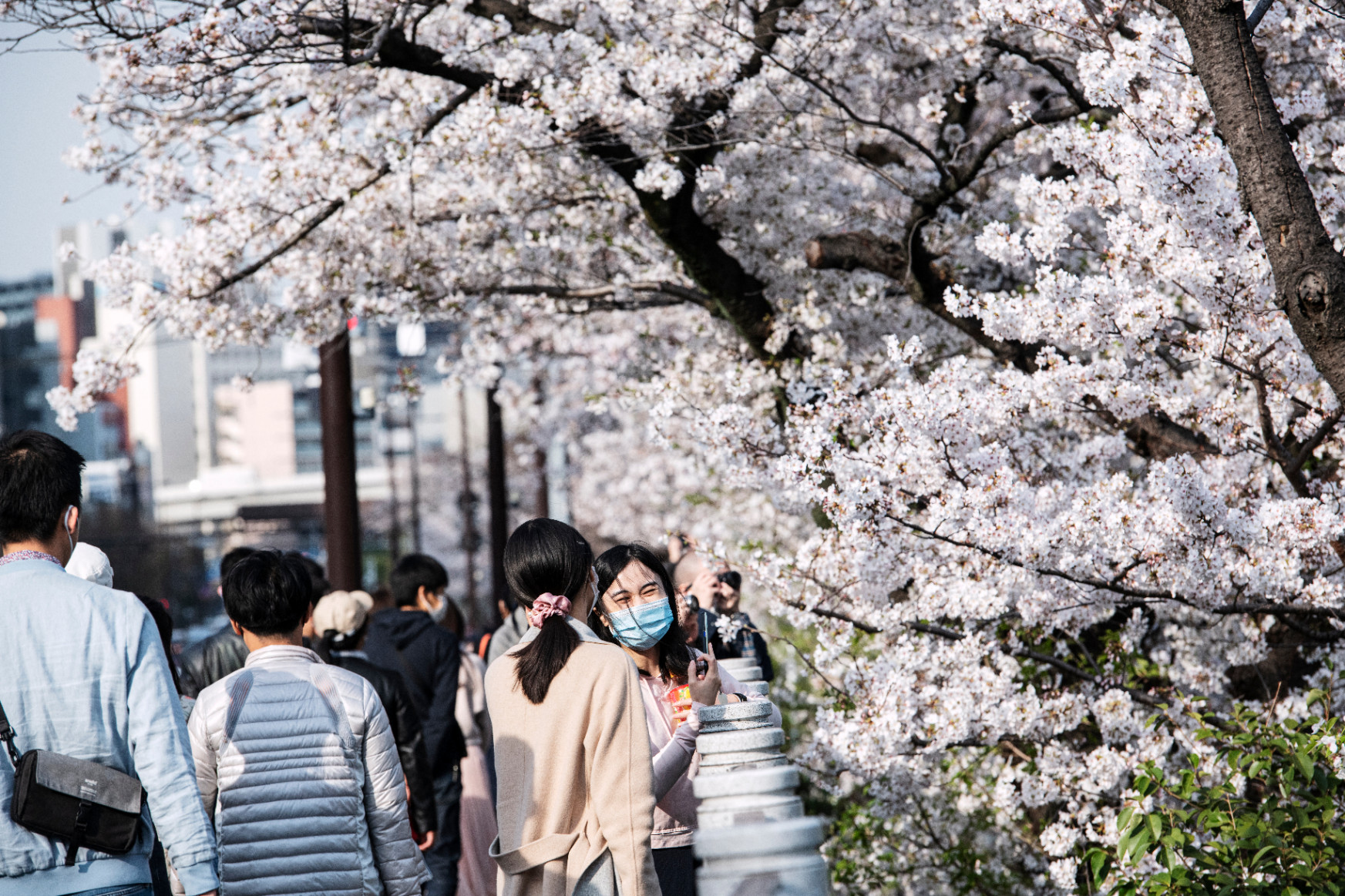 1200 éve nem virágzott ilyen hamar a japáncseresznye Kiotóban