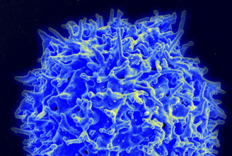 Egy amerikai tanulmány szerint a T-sejtek védhetnek a brit, a brazil és a dél-afrikai vírusmutáció ellen is