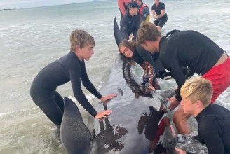 Strandolók húzták vissza a vízbe a partra sodródott delfint Új-Zélandon