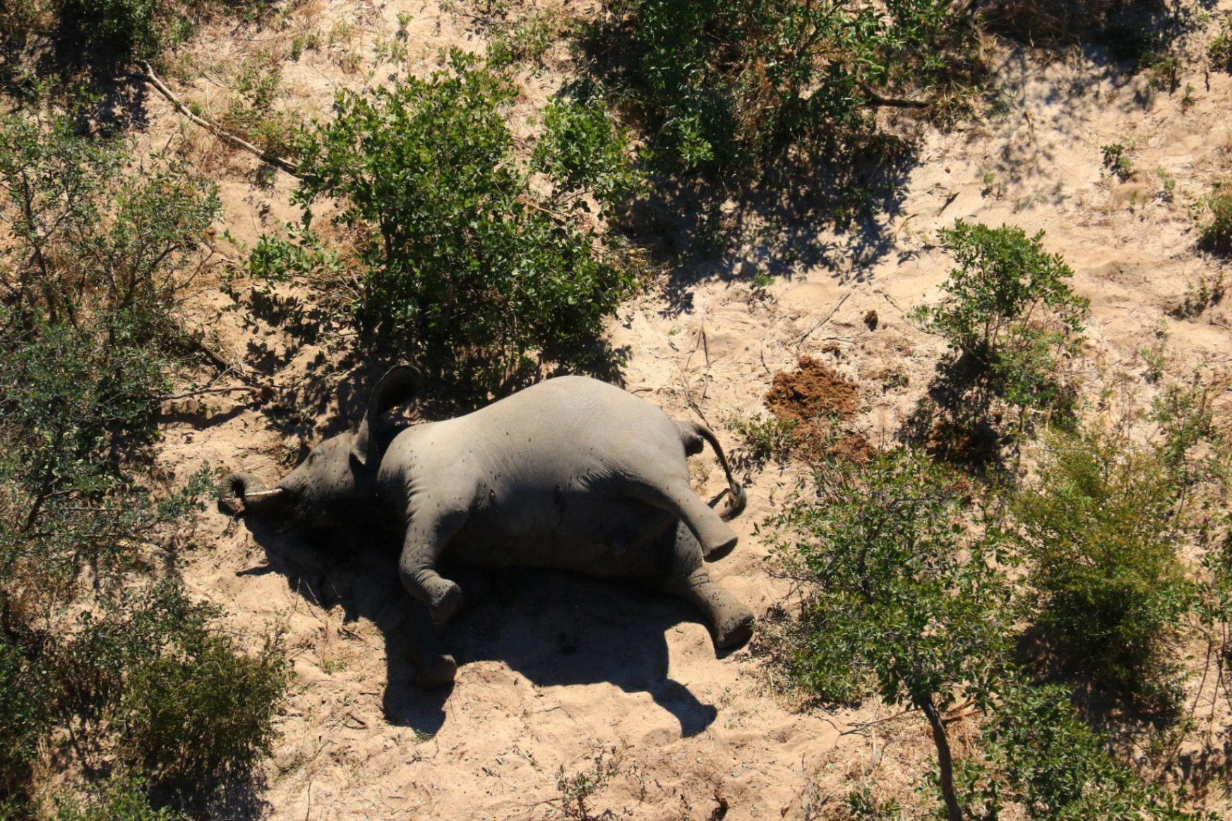 Újraindult az elefántvadászat Botswanában