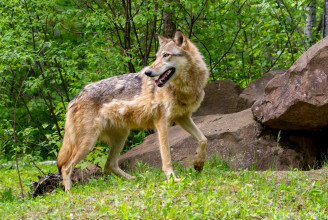 Ezernél is több farkast lőhetnek ki Idahóban