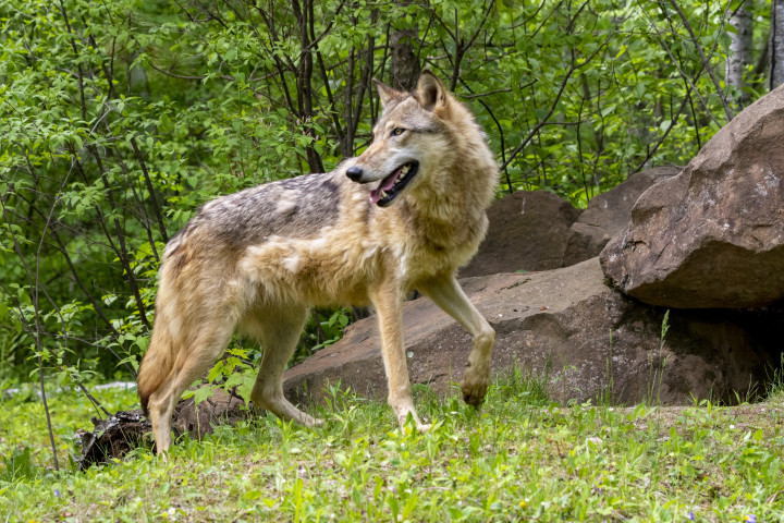 Egy szürke farkas Minnesotában, neki egyelőre nem kell féltenie a bőrétFotó: Sylvian Cordier/Bioshphoto/AFP