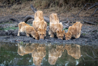 Dél-Afrika szerint le kell állítani az oroszlánok háziasítását, ezért betiltanák a fogságban tenyésztést