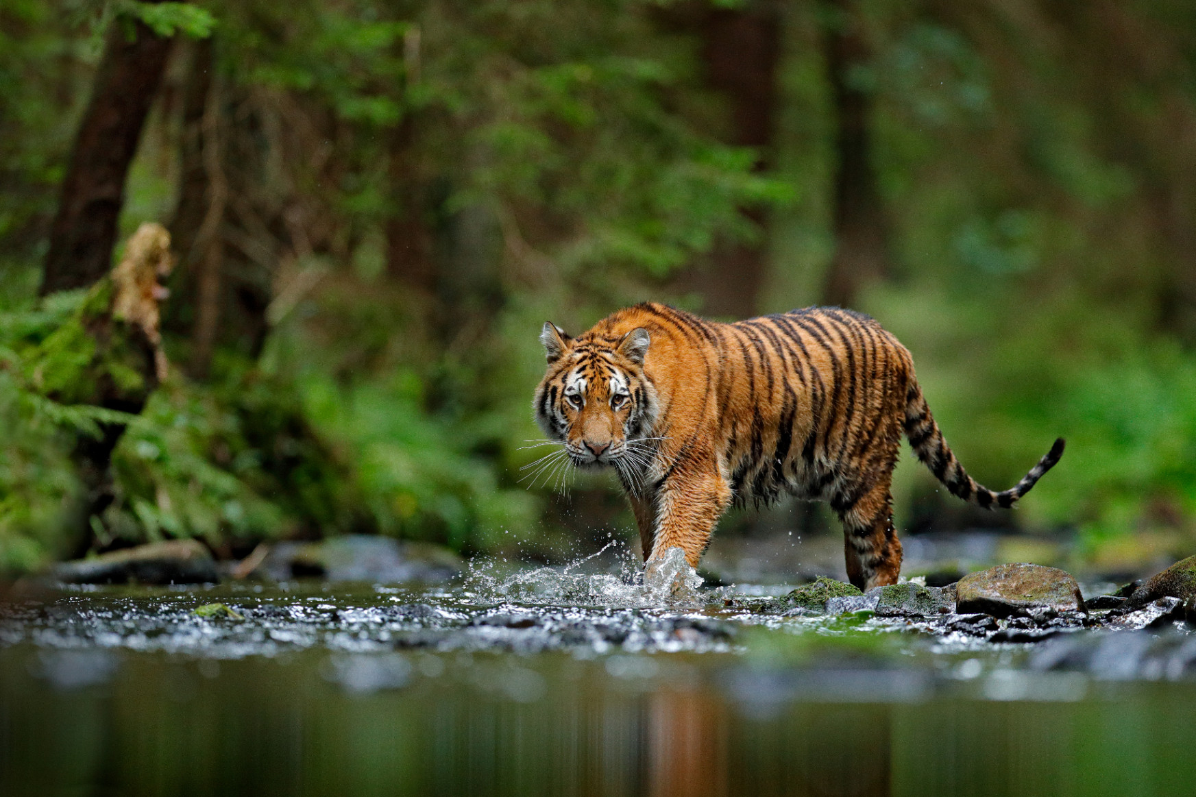 A tigris bundája azért narancssárga, mert zöld