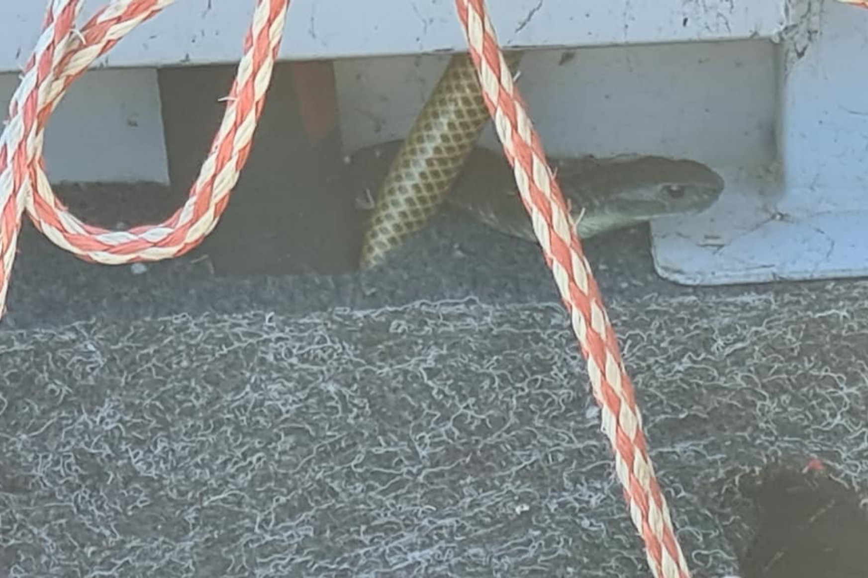 Kedélyesen pecázgatott az ausztrál horgász, amikor megpillantotta a lábánál tekergőző mérges kígyót