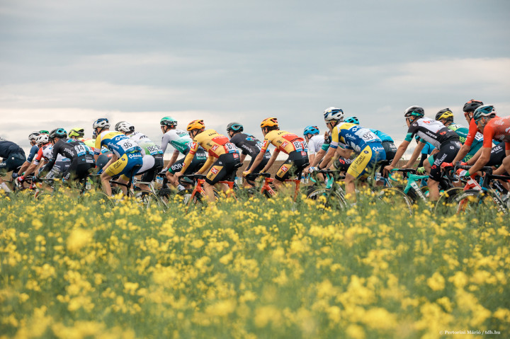 A Tour de France-on napraforgó táblákkal fotózzák a mezőnyt, nálunk repcévelFotó: Pertorini Márió/tdh.hu