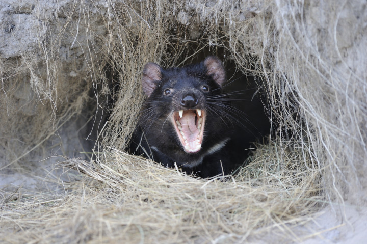 Tasmán ördög bújik ki a fészkéből Ausztráliában – Fotó: Régis Cavignaux / Biosphoto via AFP