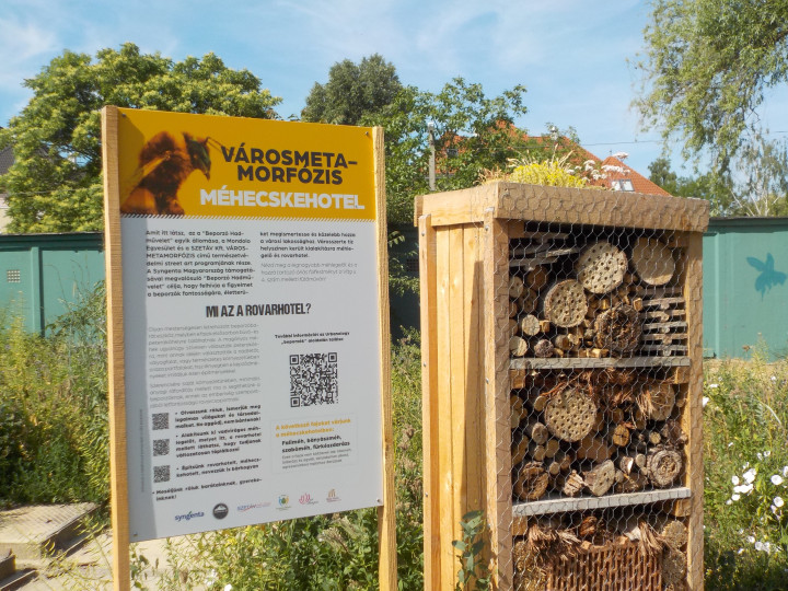 Információs tábla a szegedi rovarhotel vagy „méhecskehotel” mellett – Fotó: Móra Ferenc Sándor
