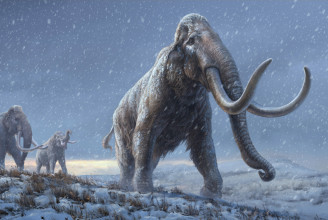 Egy eldugott szibériai szigeten a mamutok 6000 évvel élték túl a fajtársaik kipusztulását