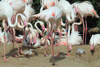 Húsz flamingófióka kelt ki a budapesti állatkertben