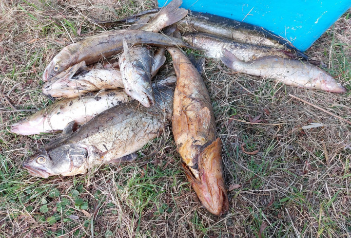 A Garamban elpusztult sellők – Forrás: Garamszentkereszti Horgászszövetség