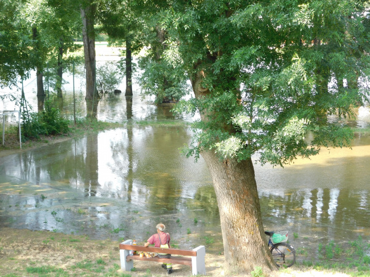 Az árvíz, ami helyzetbe hozta a szúnyogokat – Fotó: Cséfalvay Attila / Telex