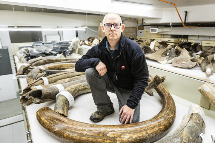 Matthew Wooller, a kutatás vezetője egy rakás mamutagyar között – Fotó: JR Ancheta / University of Alaska Fairbanks