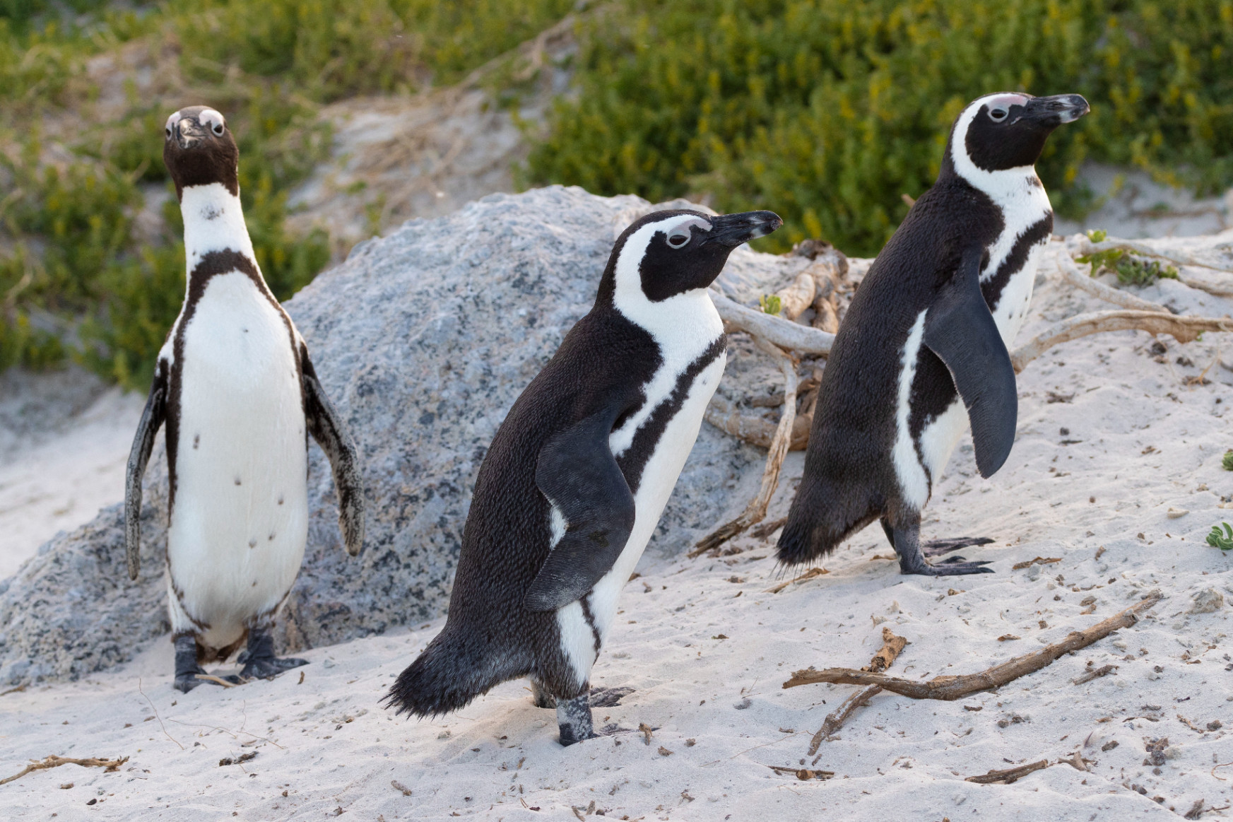 Méhek végeztek hatvanhárom veszélyeztetett pingvinnel Dél-Afrikában