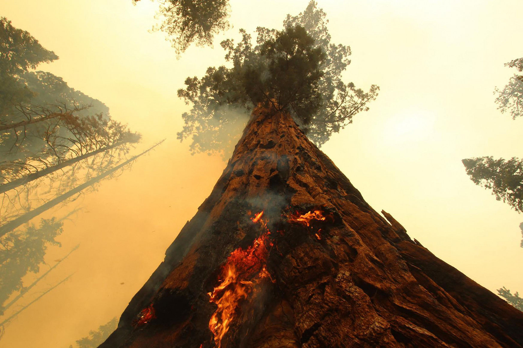 Légköri szén-dioxid-rekordot okoztak a nyári erdőtüzek