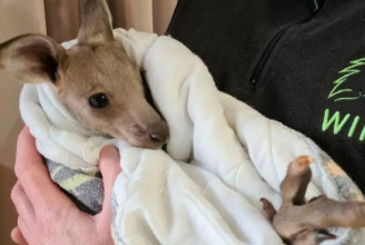 14 kengurut ölt meg két tinédzser Ausztráliában