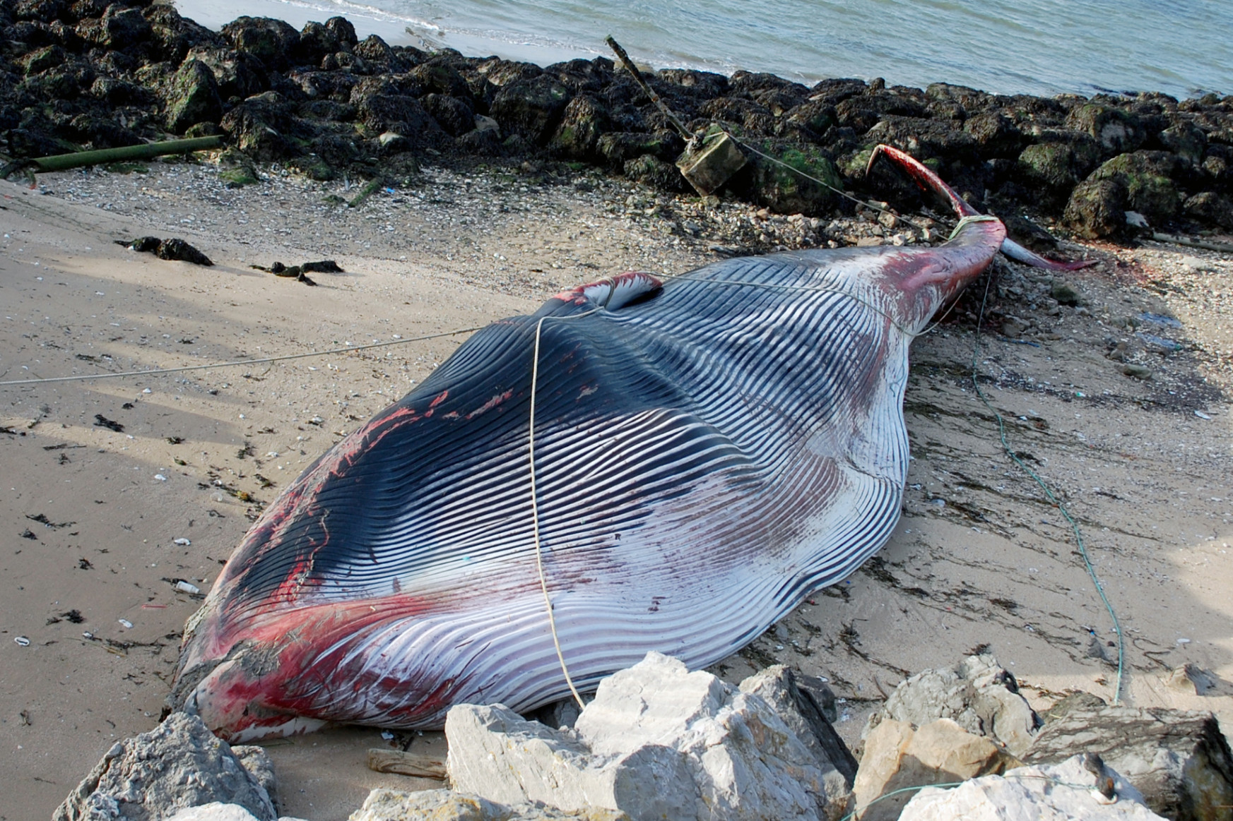 19 méteres bálna pusztult el Calais kikötőjében