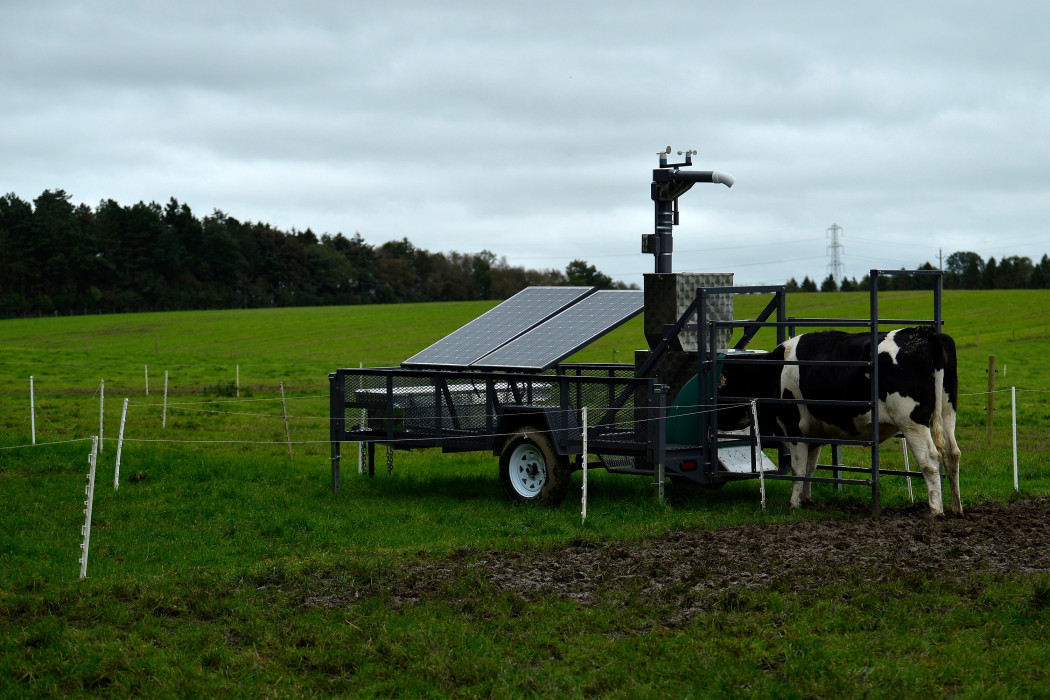Egy tejelő tehén napenergiával működő, metánmérő gép körül álldogál – Fotók: Clodagh Kilcoyne / Reuters