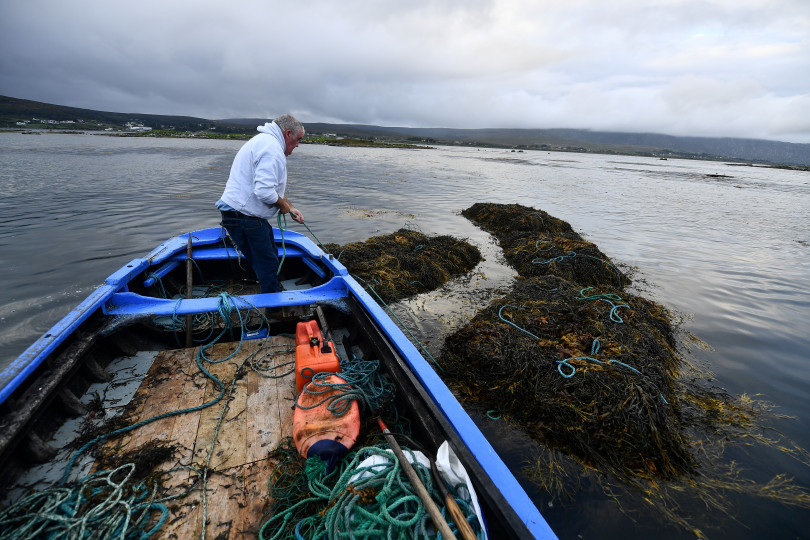 Az alga- és hínártermesztésnek van hagyománya Írországban, van, aki pesztót készít belőle – Fotók: Clodagh Kilcoyne / Reuters