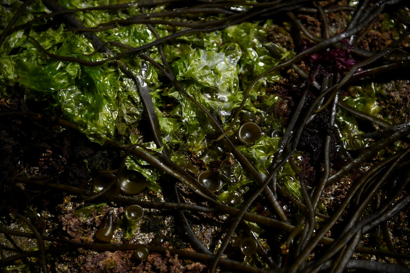 Az alga- és hínártermesztésnek van hagyománya Írországban, van, aki pesztót készít belőle – Fotók: Clodagh Kilcoyne / Reuters