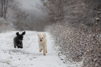 Ha ez egy sima időjárás-jelentés lenne, a kutya se kattintana rá, de ebben a cikkben rögtön két kutya is van