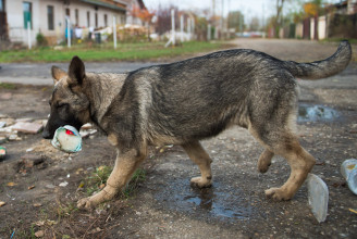 Szigorították a kóbor kutyákat befogadó telepekre vonatkozó szabályokat