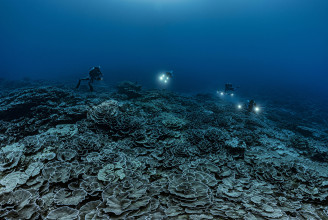 Hatalmas érintetlen korallzátonyt fedeztek fel Tahiti partjainál