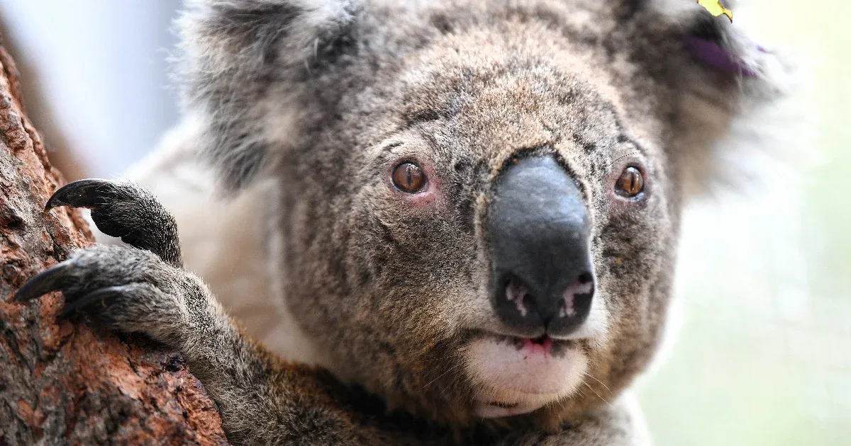 In Australia, the government bought wooded areas to protect koalas